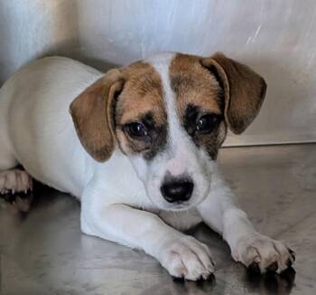 Terrier and Mixed Breed Dogs Available for Adoption in St. Augustine, Florida - Hazel | PetCurious
