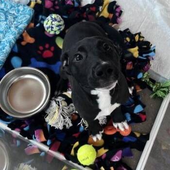 Lovely -  Mixed Breed Dog for Adoption in Bentonville, Arkansas - Lovely | PetCurious