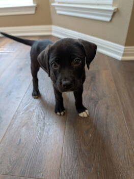 Rescue Labrador Retriever Dogs for Adoption in The Woodlands, Texas - Bugs | PetCurious
