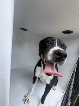 Pit Bull Terrier Dogs Available for Adoption in Houston, Texas - A656620 | PetCurious