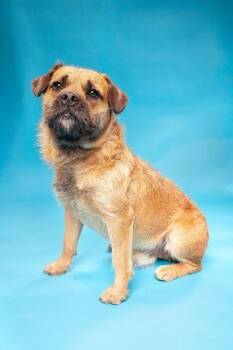 Lil Buddy -  Terrier and Mixed Breed Dog for Adoption in Fort Worth, Texas - Lil Buddy | PetCurious