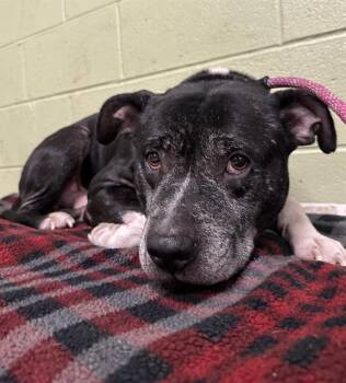 Rescue Pit Bull Terrier Dogs for Adoption in Indianapolis, Indiana - ROCKY SENIOR | PetCurious