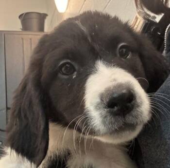 Labrador Retriever Dogs Available for Adoption - Missy | PetCurious