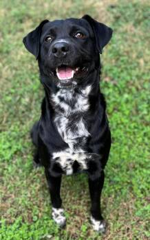 Rescue Black Labrador Retriever and Pointer Dogs for Adoption in Greensboro, Georgia - Colt | PetCurious