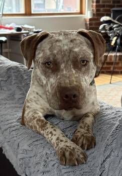 BILLY RAY -  Pit Bull Terrier Dog for Adoption in Broomfield, Colorado - BILLY RAY | PetCurious