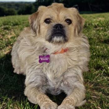 Patches -  Pekingese Dog for Adoption in Calimesa, California - Patches | PetCurious