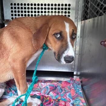 Mixed Breed Dogs Available for Adoption in Leander, Texas - Forrest Gump | PetCurious