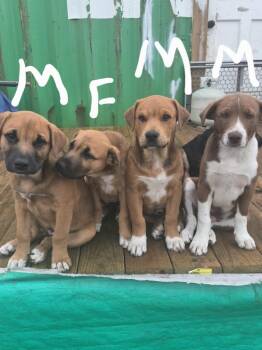 Courtesy Listing - Puppies -  Australian Shepherd and Black Mouth Cur Dog Available for Adoption in Junction, Texas - Courtesy Listing - Puppies | PetCurious