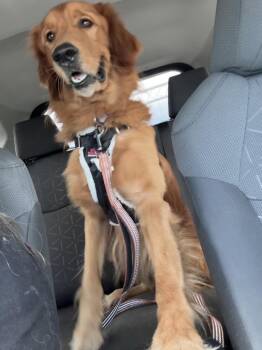 Golden Retriever Dogs Available for Adoption in West Palm Beach, Florida - Jacob * | PetCurious