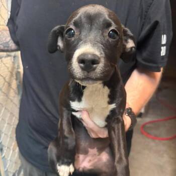 Harper -  Pit Bull Terrier Dog for Adoption in Fairmont, West Virginia - Harper | PetCurious
