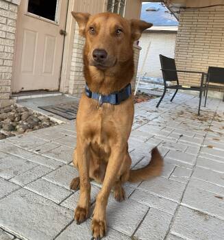 Gerbs -  Vizsla and Shepherd Dog Available for Adoption in Harlingen, Texas - Gerbs | PetCurious