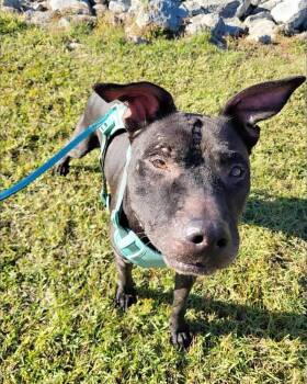 Rescue American Bulldog Dogs for Adoption in Troy, Alabama - Maria | PetCurious