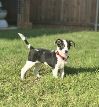 Rescue Australian Shepherd Dogs for Adoption in Pilot Point, Texas - Caroline | PetCurious