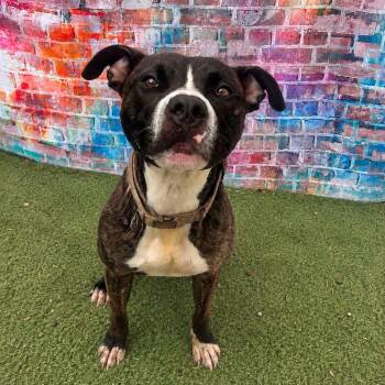 Sherman -  Mixed Breed Dog for Adoption in Warren, Ohio - Sherman | PetCurious
