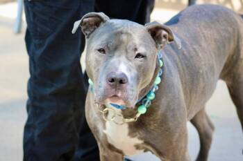 Bluey -  Mixed Breed Dog for Adoption - Bluey | PetCurious