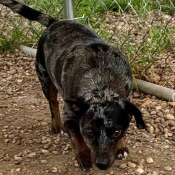 Buddy -  Australian Cattle Dog Blue Heeler and Dachshund Dog for Adoption in Chariton, Iowa - Buddy | PetCurious