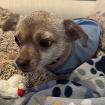 Nugget -  Chihuahua Dog for Adoption in Mount Bethel, Pennsylvania - Nugget | PetCurious