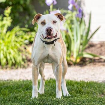 Tito -  Labrador Retriever and Mixed Breed Dog for Adoption in Council Bluffs, Iowa - Tito | PetCurious