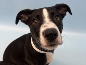 Harper Luna -  Pit Bull Terrier and Border Collie Dog for Adoption in Woodbury, Minnesota - Harper Luna | PetCurious