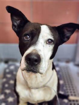 Australian Cattle Dog Blue Heeler and Foxhound Dogs Available for Adoption in Houston, Texas - HARVEY | PetCurious