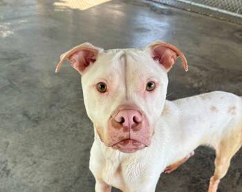 Rescue Pit Bull Terrier Dogs for Adoption in Edinburg, Virginia - Bolt | PetCurious