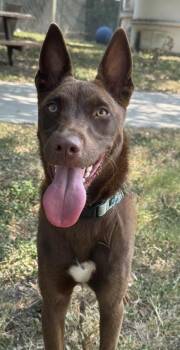 Oracle -  Labrador Retriever and Mixed Breed Dog for Adoption in San Antonio, Texas - Oracle | PetCurious