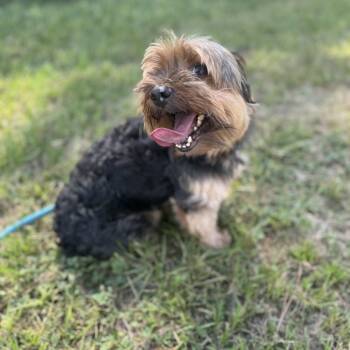 Jackson Brown -  Yorkshire Terrier Dog for Adoption in Houston, Texas - Jackson Brown | PetCurious