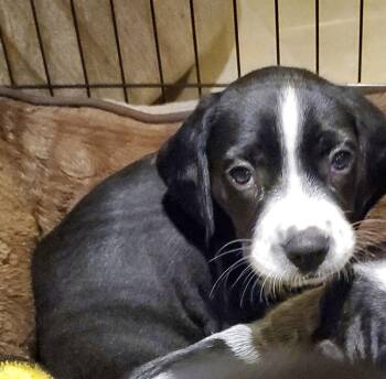 Rescue Beagle and English Springer Spaniel Dogs for Adoption in Pottstown, Pennsylvania - S