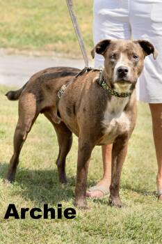 Archie -  Mixed Breed Dog for Adoption in Macomb, Illinois - Archie | PetCurious