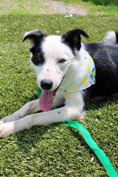 Walker -  Border Collie Dog for Adoption in Morgantown, Kentucky - Walker | PetCurious