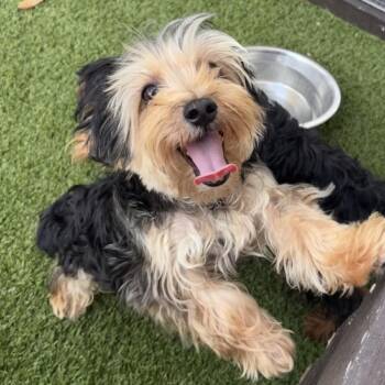 Felix 6696 -  Yorkshire Terrier and Poodle Dog for Adoption in Loxahatchee Groves, Florida - Felix 6696 | PetCurious