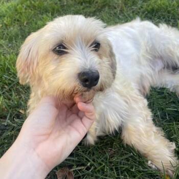 Lucky -  Havanese Dog for Adoption in Cincinnati, Ohio - Lucky | PetCurious