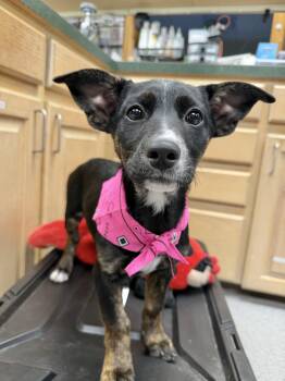 Katara -  Shepherd Dog for Adoption in Manchester, Connecticut - Katara | PetCurious