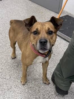 Rescue Terrier and Mixed Breed Dogs for Adoption in Gastonia, North Carolina - 59760106 | PetCurious