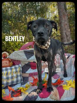 Rescue Black Labrador Retriever Dogs for Adoption in Sebring, Florida - Bentley | PetCurious