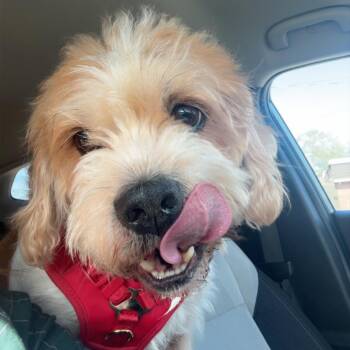 Wheaten Terrier Dogs Available for Adoption in Poinciana, Florida - Flounder | PetCurious