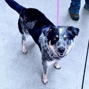 Boone -  Mixed Breed Dog for Adoption in Bismarck, North Dakota - Boone | PetCurious