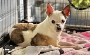 Blaze -  Chihuahua Dog Available for Adoption in Kimberlin Heights, Tennessee - Blaze | PetCurious