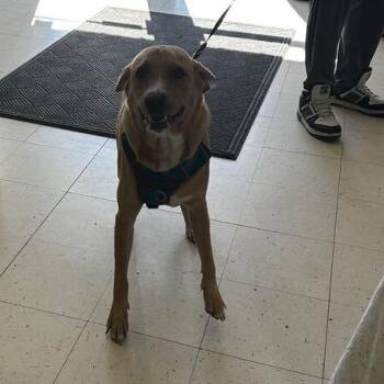 Zilophone -  Mixed Breed Dog for Adoption in Davenport, Iowa - Zilophone | PetCurious