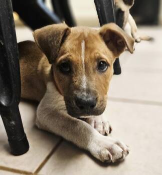 Rescue Labrador Retriever and Boxer Dogs for Adoption in Gilbert, Arizona - Doodle | PetCurious