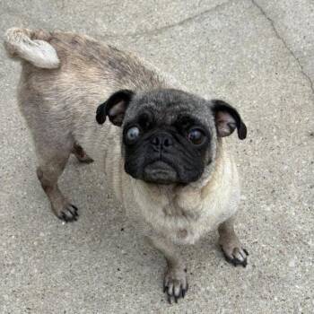Rescue Pug Dogs for Adoption in Alvin, Texas - Rebecca | PetCurious