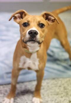 Bart in NH. Come Meet our Adoptable Dogs Wednesday-Saturday. Mor -  Labrador Retriever Dog for Adoption in Manchester, New Hampshire - Bart In NH. Come Meet Our Adoptable Dogs Wednesday-Saturday. Mor | PetCurious