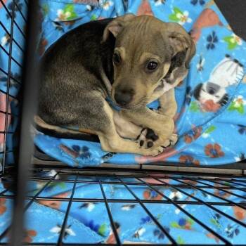 Johnny Cash -  Black Mouth Cur and Mixed Breed Dog for Adoption in West Palm Beach, Florida - Johnny Cash | PetCurious