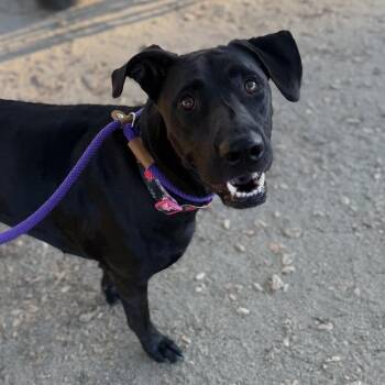 Caitlin -  Labrador Retriever Dog for Adoption in San Diego, California - Caitlin | PetCurious