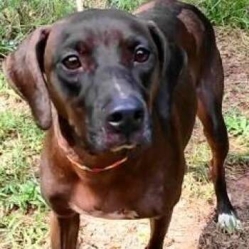 Roxy -  Weimaraner Dog for Adoption in Chelmsford, Massachusetts - Roxy | PetCurious
