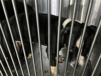 Mixed Breed Dogs Available for Adoption - FRANCESCA | PetCurious