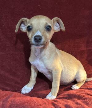 Chihuahua and Dachshund Dogs Available for Adoption - Bradley | PetCurious