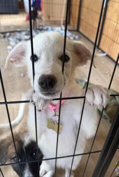 Diamond Gemstone -  Anatolian Shepherd Dog for Adoption in Waunakee, Wisconsin - Diamond Gemstone | PetCurious