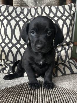 RANGER -  Basset Hound Dog for Adoption in Fosters, Alabama - RANGER | PetCurious