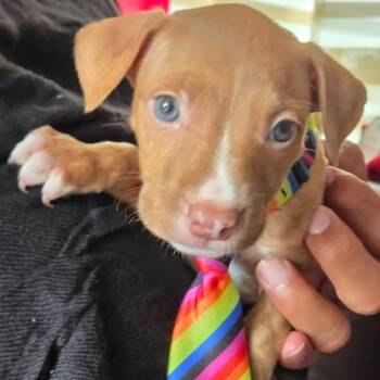 Pit Bull Terrier Dogs Available for Adoption in Rincón, Rincón - Brindle  | PetCurious